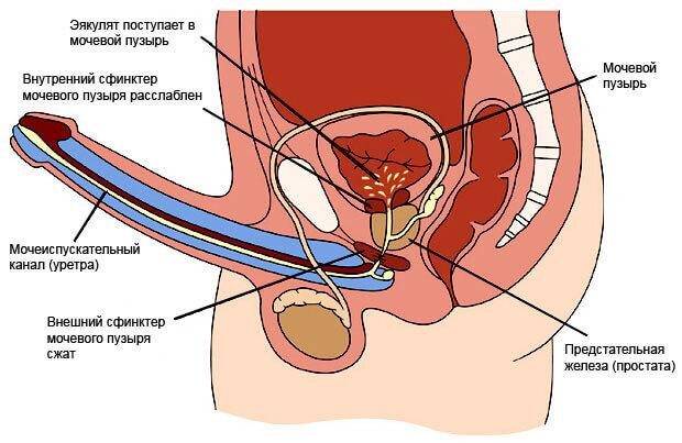 Попадание спермы в мочевой пузырь