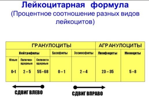 сдвиг в лейкоцитарной формуле