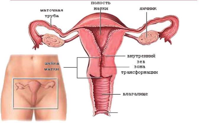 Шейка матки. Фото внутри, строение, норма размеров здоровой при беременности, перед родами, месячными