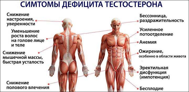 Тестостерон и потенция