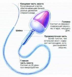 Сколько живут спермики в матке