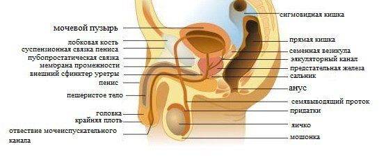 Жжение в половом члене после мочеиспускания