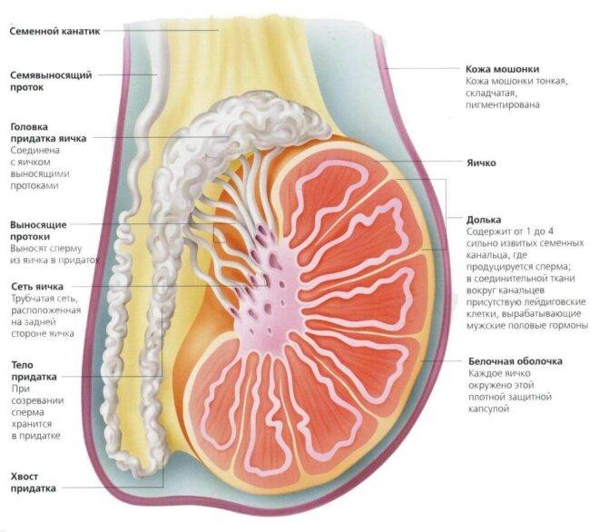 Эндокринная функция яичек и ее нарушения