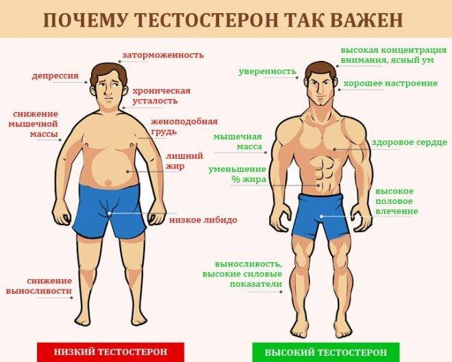 Влияние тестостерона на организм