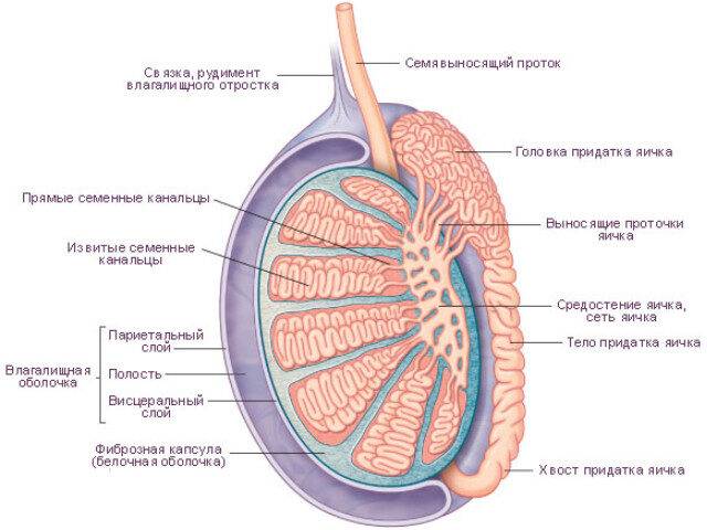 Причины почему болят яички у мужчин, что делать при болезненности яичек тестикул