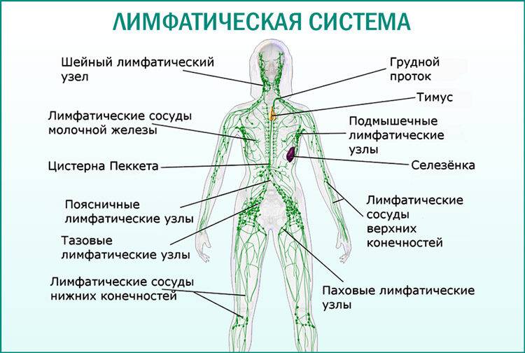 Шишка в паху слева