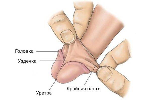 Фото, где находится уздечка полового члена у мужчин