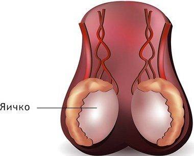Болезни мужских яичек в пожилом возрасте