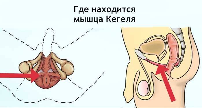 Упражнения Кегеля для мужчин