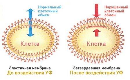 Жирные волосы у корней и по всей длине, сухие на кончиках, выпадают. Причины и лечение: шампуни, маски, масла, бальзамы