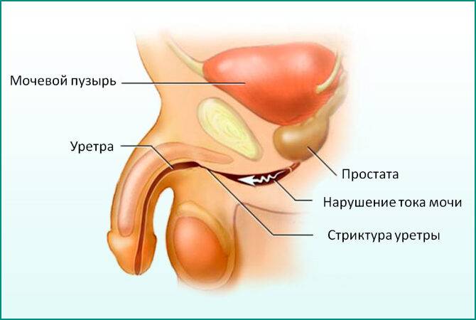 Строение мочеполовой системы 